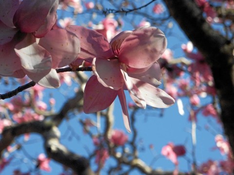 木蘭花