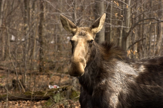 牛Moose