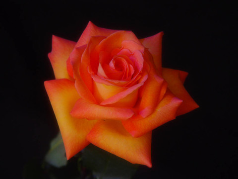 強(qiáng)烈的Colorful Rose