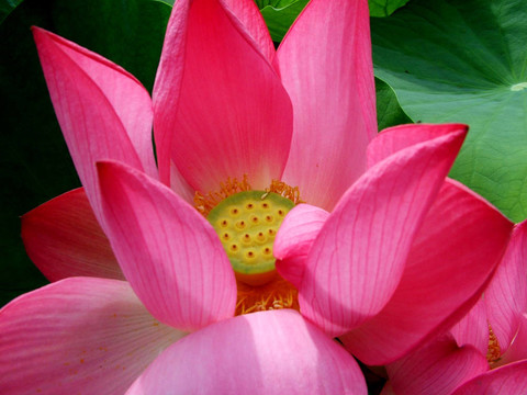 蓮花