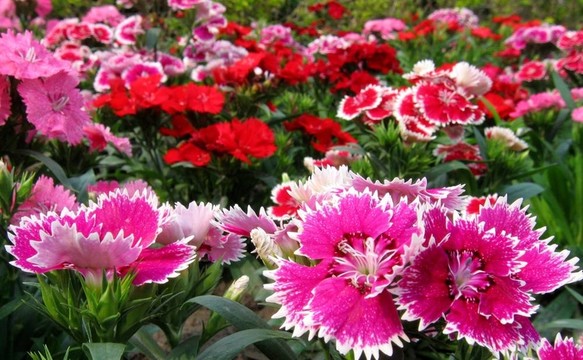 春季花壇