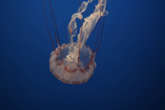 水母