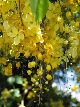 黃金花