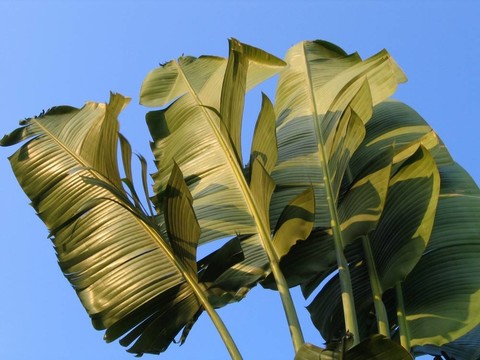 香蕉林