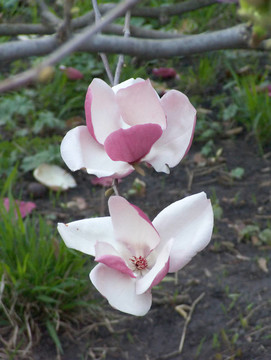 semiramida花園