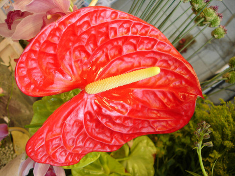 火鶴花