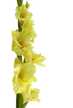 flower2