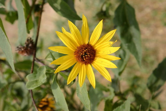 野菊花