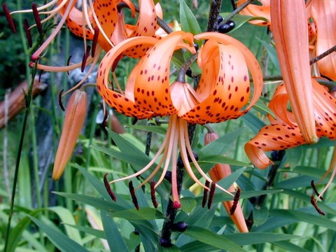 老虎莉莉