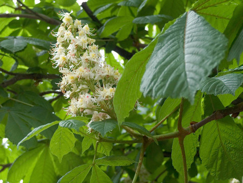 板栗開(kāi)花