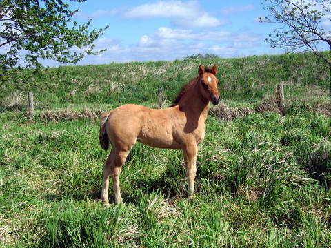 季度匹小馬駒