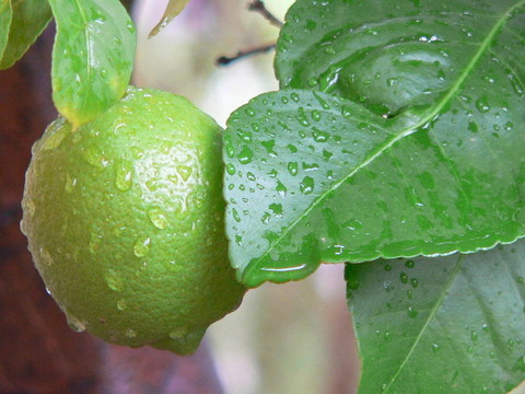 檸檬水
