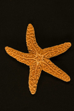 海星