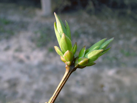 芽的細節(jié)