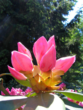 芽杜鵑