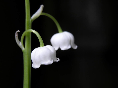 山谷的百合花