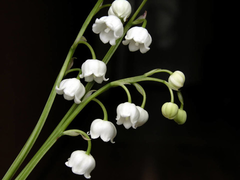 山谷的百合花
