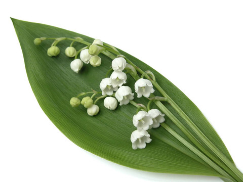 山谷的百合花