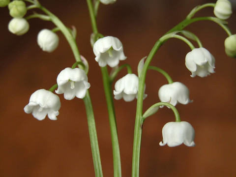 山谷的百合花