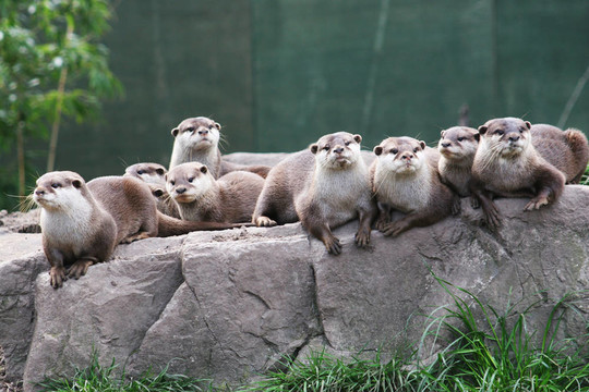 Otter的家人