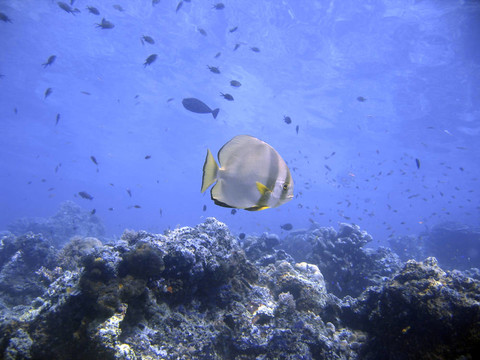 蝙蝠魚