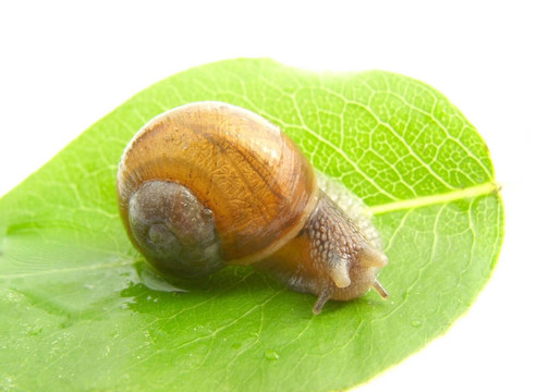 蝸牛