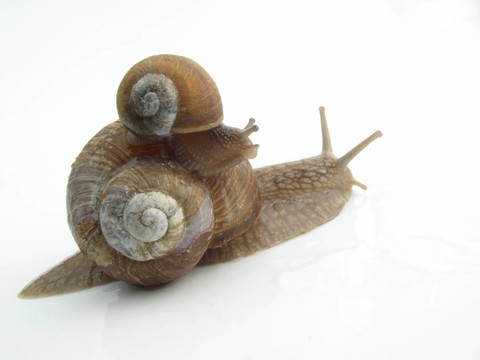 蝸牛