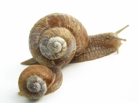蝸牛