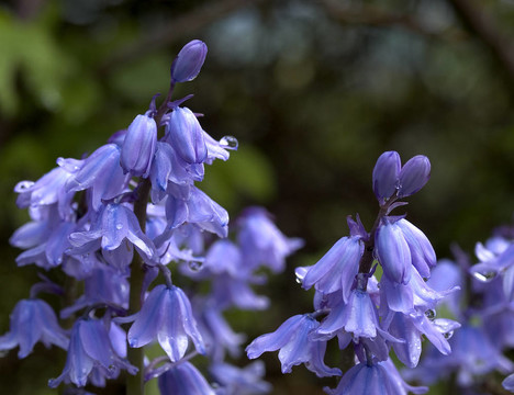 blubells