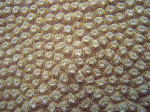 細節(jié)- Acroporidae