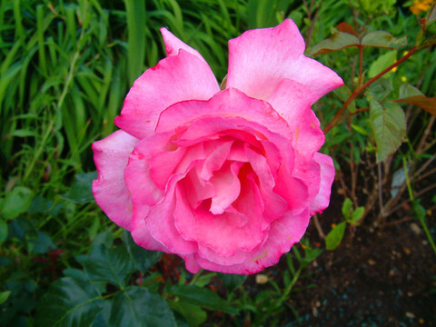 非常Pink Rose