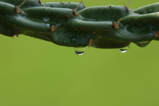 仙人掌雨滴
