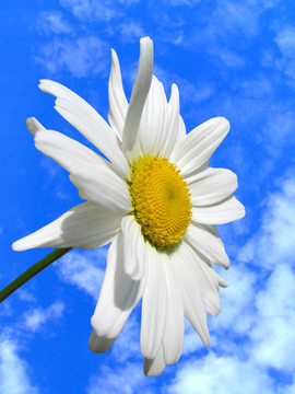 甘菊