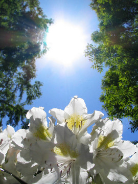 杜鵑花