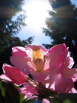 杜鵑花