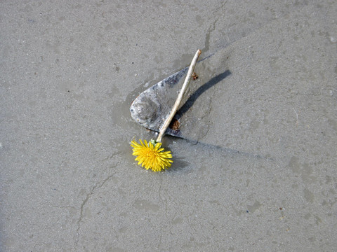砂漿的花