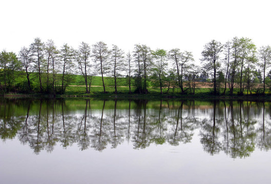 樹(shù)鏈