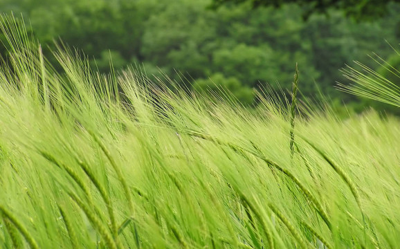 麥田