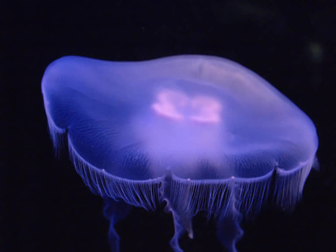 水母