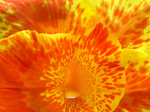 花細節(jié)