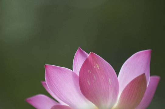 蓮花