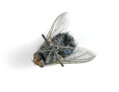 死蒼蠅的宏