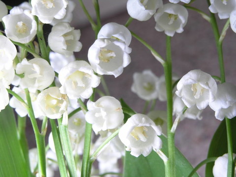 山谷的百合花