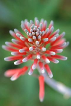 蘆薈開花