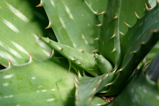 Aloe Vera Closeup 1