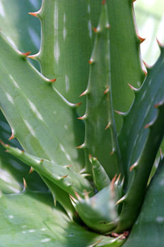 Aloe Vera Closeup 2