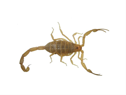 蝎子
