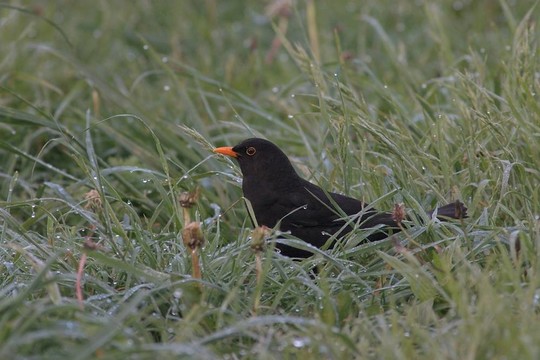 黑鳥