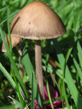 羊肚菌