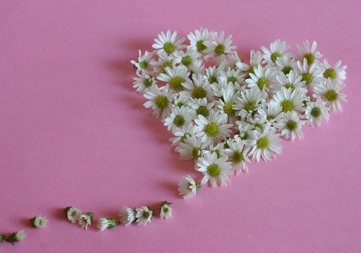 心的雛菊